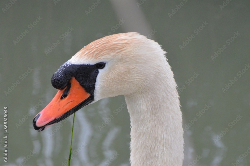Fototapeta premium Head of swan