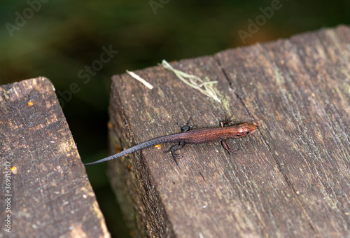 brown little lizard - with a muzzle like a giant dragon