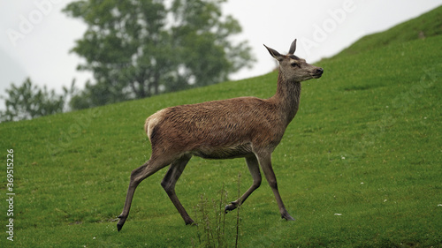 a wet red deer female on a rainy day in summer