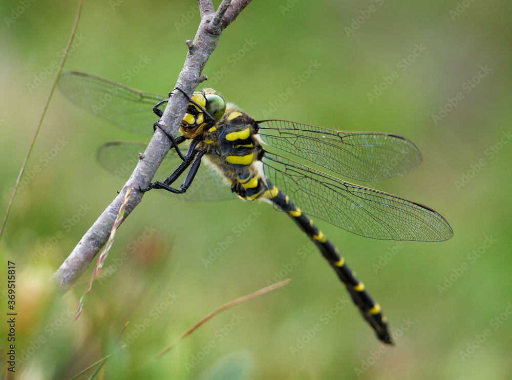 Golden Ringed dragonfly, Cordulegaster boltonii, hanging onto a reed on a diffuse green background. Taken at Stanpit Marsh UK Golden Ringed dragonfly, Cordulegaster boltonii, hanging onto a reed on a diffuse green background. Taken at Stanpit Marsh UK