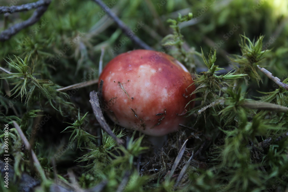 forest mushroom boletus Russula growing in the moss brown with red cap and white stalk forest food environment a healthy lifestyle forest mushroom boletus Russula growing in the moss brown with red cap and white stalk forest food environment a healthy lifestyle