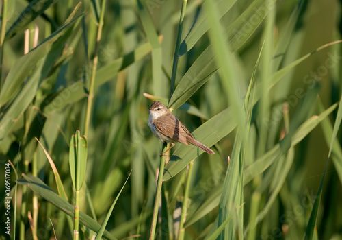 Close-up photo of a paddyfield warbler (Acrocephalus agricola) sitting on a reed in soft morning light
