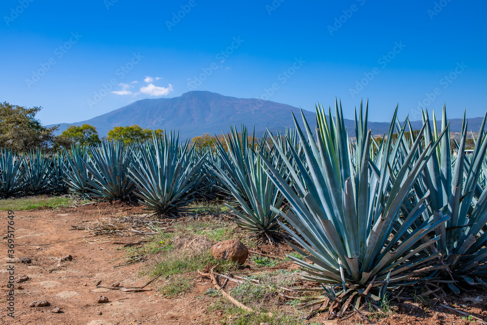 Blue Agave field in Tequila, Jalisco, Mexico Blue Agave field in Tequila, Jalisco, Mexico