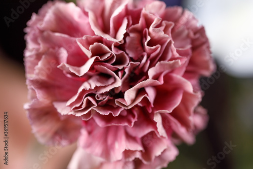 Pink carnation flower in full bloom. Macro photography. The concept of aesthetics and beauty.