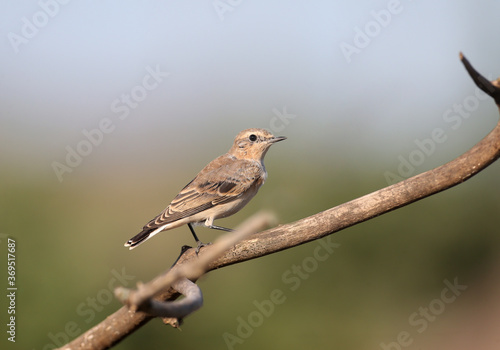 The northern wheatear (Oenanthe oenanthe) is photographed very close-up in soft morning light and blurred background. Plumage details and identification marks are clearly visible