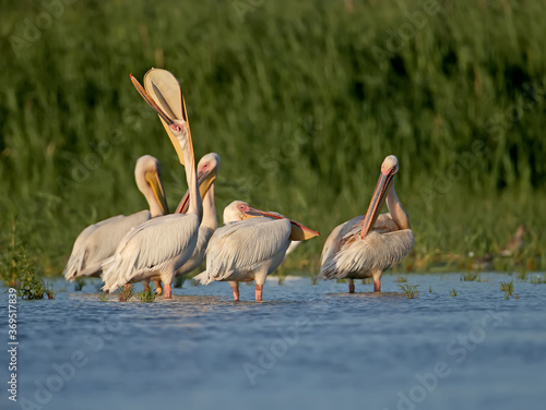 Singles and groups of great white pelican (Pelecanus onocrotalus) are photographed standing in blue water against a backdrop of green aquatic vegetation in soft evening light. © VOLODYMYR KUCHERENKO
