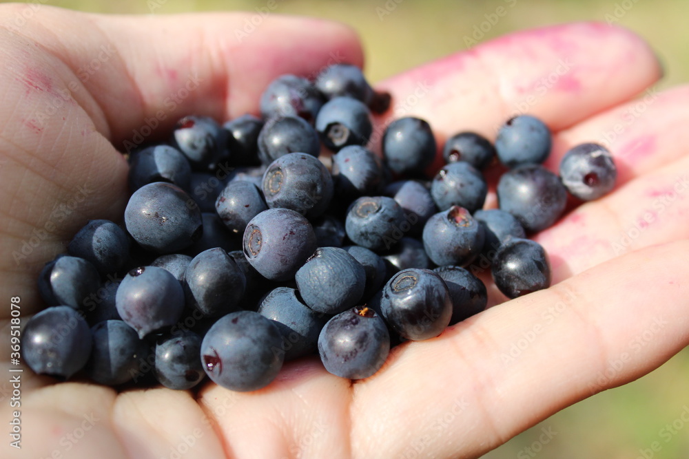 blue forest berries blueberries or blueberries in the hand in the palm close up berry Assembly picker manual Assembly blue forest berries blueberries or blueberries in the hand in the palm close up berry Assembly picker manual Assembly