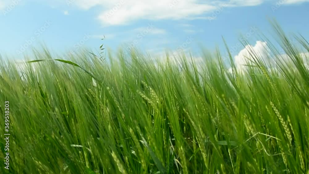 Green barley ears swaying in the wind Green barley ears swaying in the wind