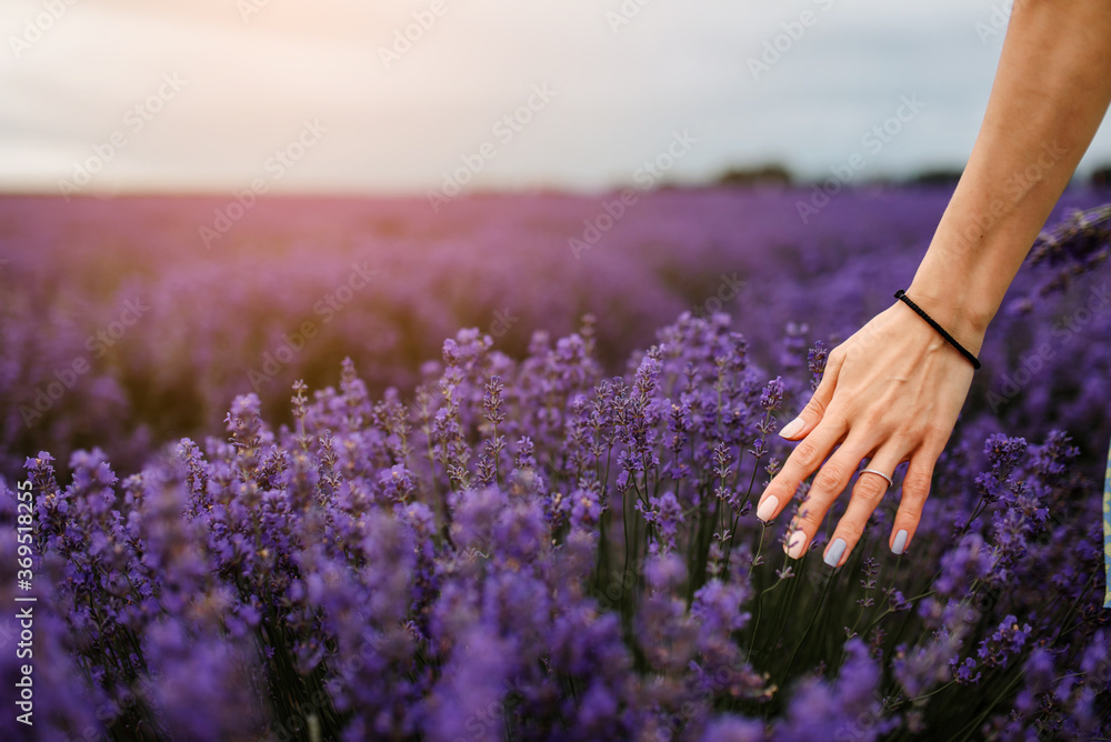 Fototapeta Kobiece ręce na kwiatach lawendy w lawendowym polu.