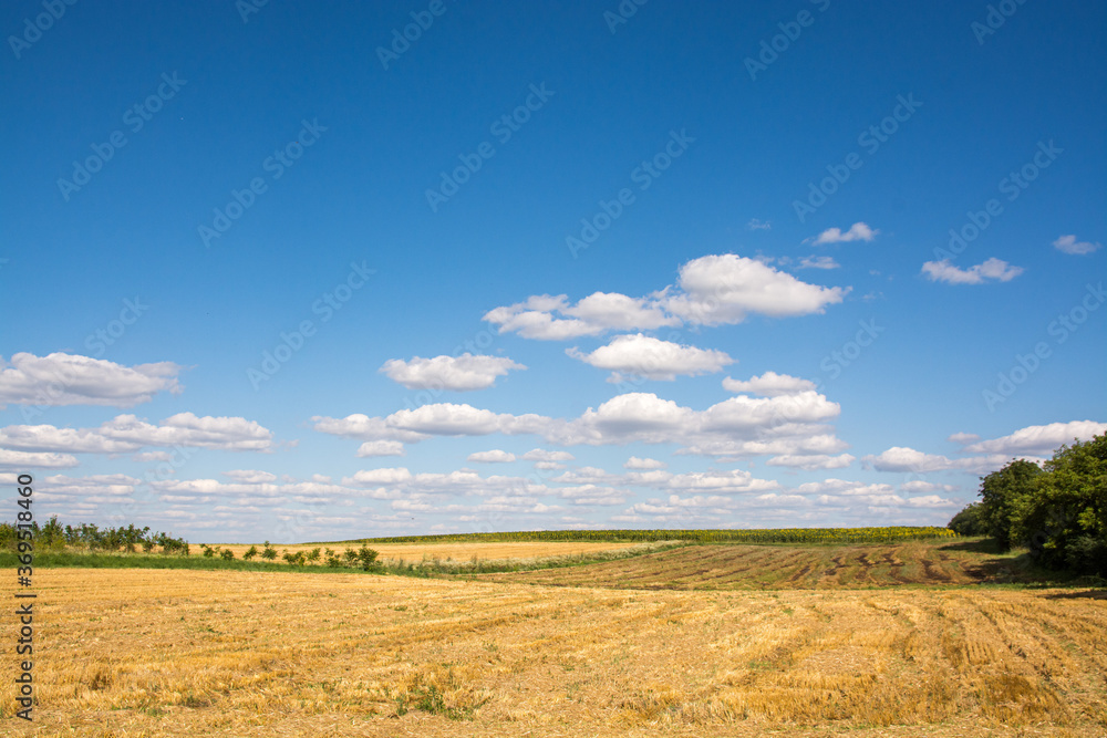 Fototapeta premium Field against the blue sky.