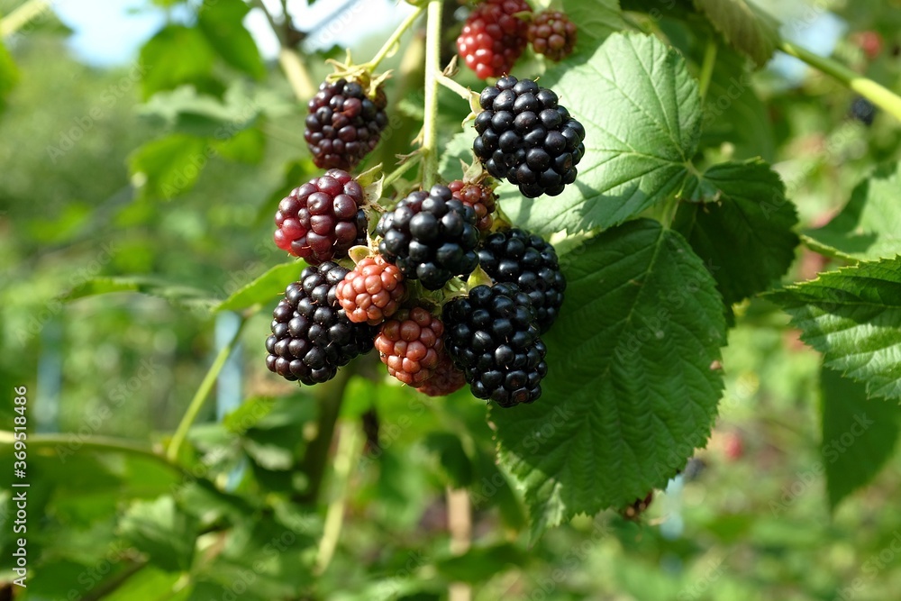 Ripe blackberries on a background of green blurred leaves. berries are green and black, illuminated by the rays of the sun. summer and harvest concept, selective focus. Ripe blackberries on a background of green blurred leaves. berries are green and black, illuminated by the rays of the sun. summer and harvest concept, selective focus.