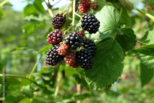 Ripe blackberries on a background of green blurred leaves. berries are green and black, illuminated by the rays of the sun. summer and harvest concept, selective focus.