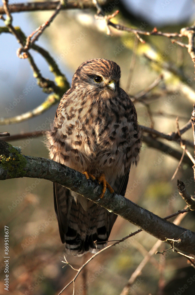 Juvenile Kestrel, Falco tunnunculus, resting sitting upright perched in a tree. Taken at Stanpit Marsh UK Juvenile Kestrel, Falco tunnunculus, resting sitting upright perched in a tree. Taken at Stanpit Marsh UK