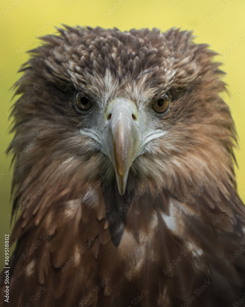 Fototapeta premium aquila pescatrice ritratto 2