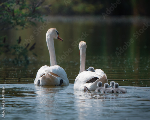 famiglia di cigni