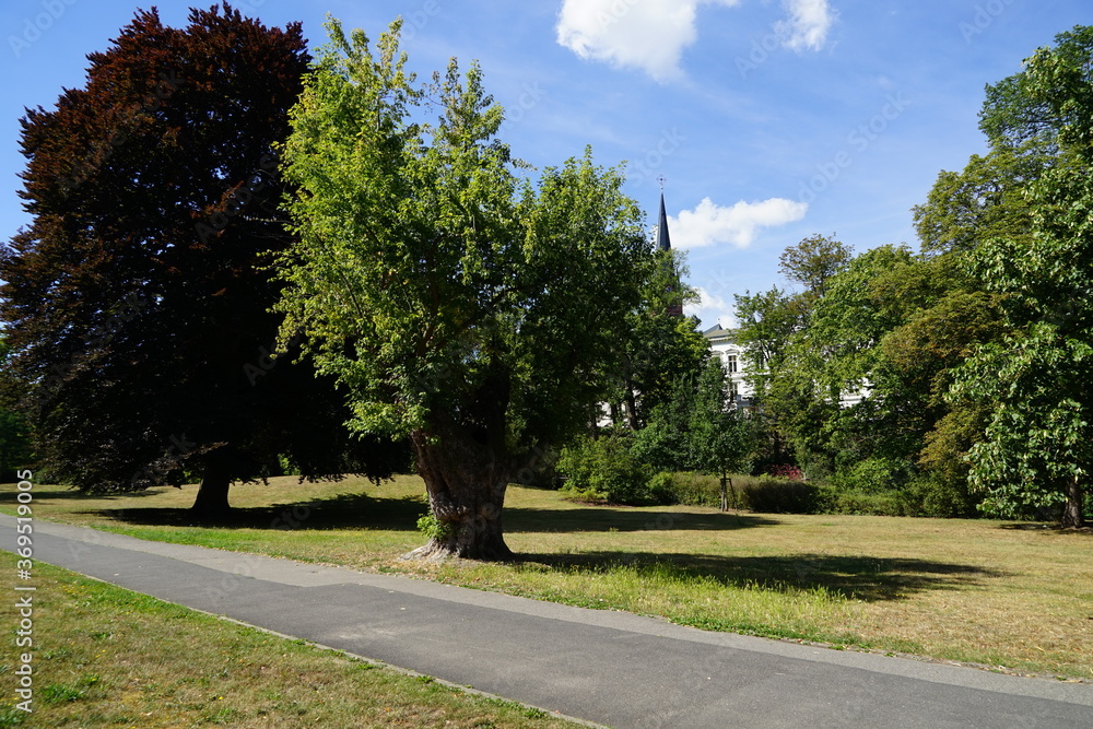 Der Lennépark in Frankfurt (Oder) mit alten Bäumen