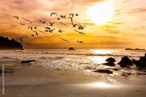 Valokuva Sunset mood at the pacific ocean in California with a flock of seagulls