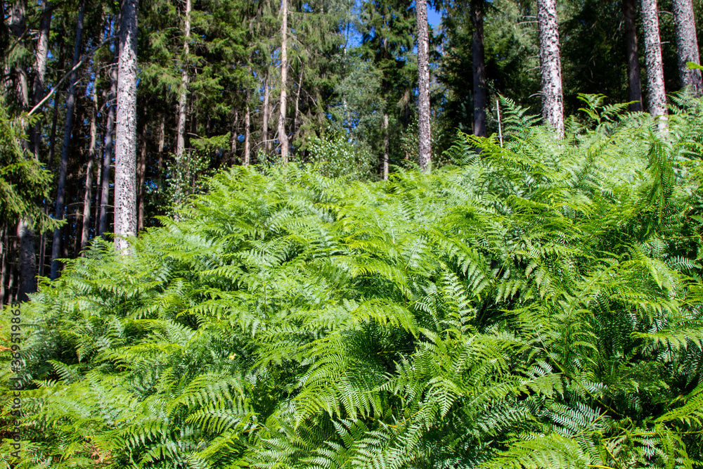 Naklejka premium green fern in the foreground, forest in the background