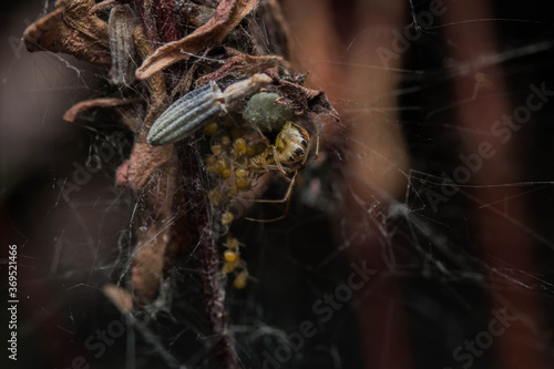 spider on a net nest with babys