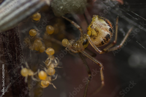 spider on a net nest with babys