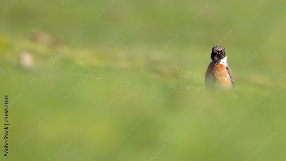 Male Stonechat, Saxicola torquata, standing upright hunting for food on a gass field with diffuse foreground and background. Taken at Stanpit Marsh UK Male Stonechat, Saxicola torquata, standing upright hunting for food on a gass field with diffuse foreground and background. Taken at Stanpit Marsh UK