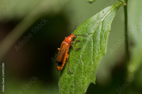 red bug on a leaf