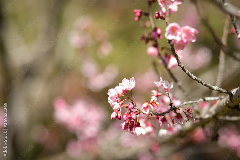 spring flowers