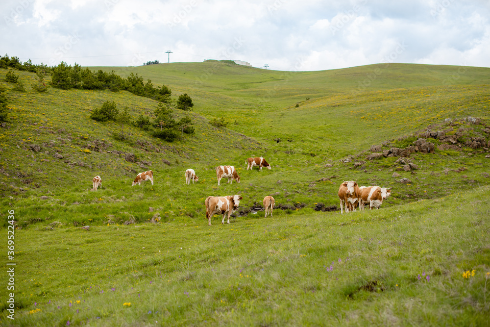 A brown cows on a meadow