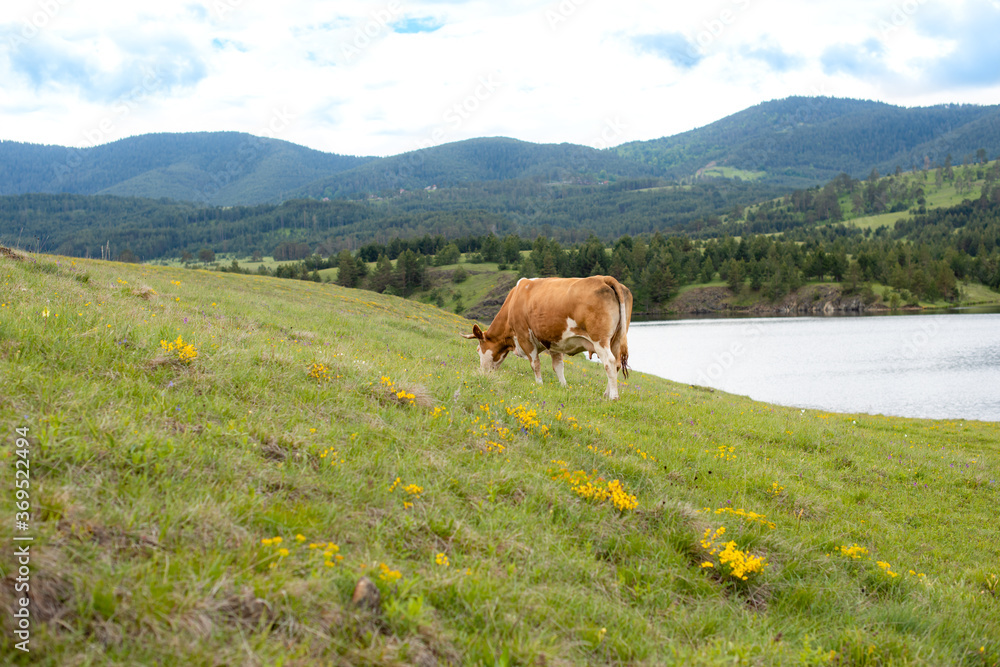 Naklejka premium A cow on a mountain
