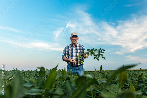 Senior farmer standing in soybean field examining crop.