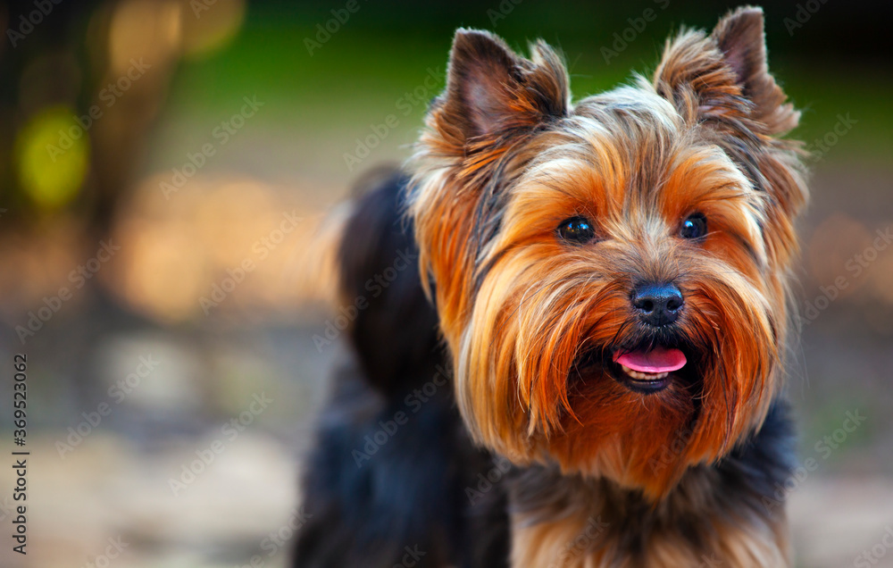 Naklejka premium image of dog portrait park 