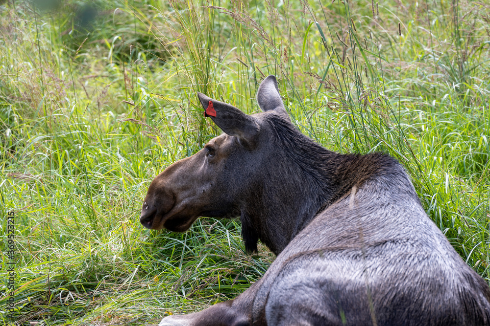 Fototapeta premium large brown moose resting in its paddock in summer