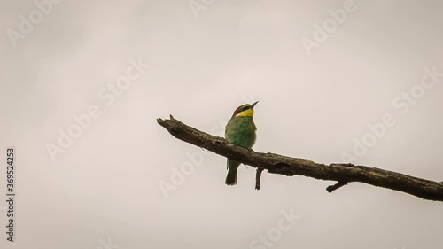 a small bird sits on a branchc