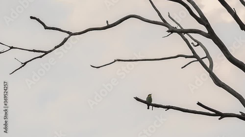 a small bird sits on a branch
