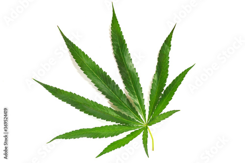 Close up single green Cannabis leaves isolated on white background. Growing medical Marijuana, Hemp Plant, Ganja.