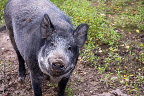 gray big wild pig looking for food in the grass