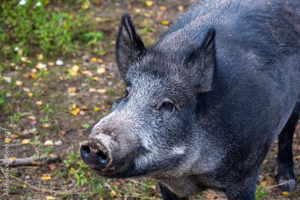 gray big wild pig looking for food in the grass gray big wild pig looking for food in the grass
