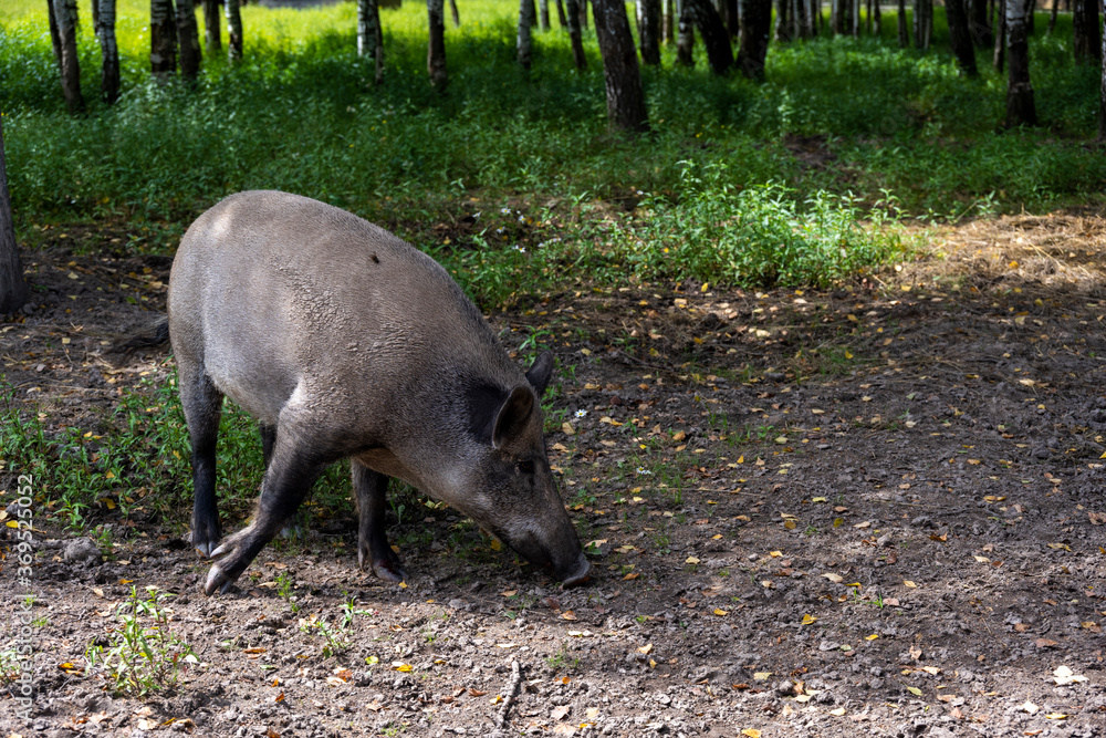 gray big wild pig looking for food in the grass gray big wild pig looking for food in the grass