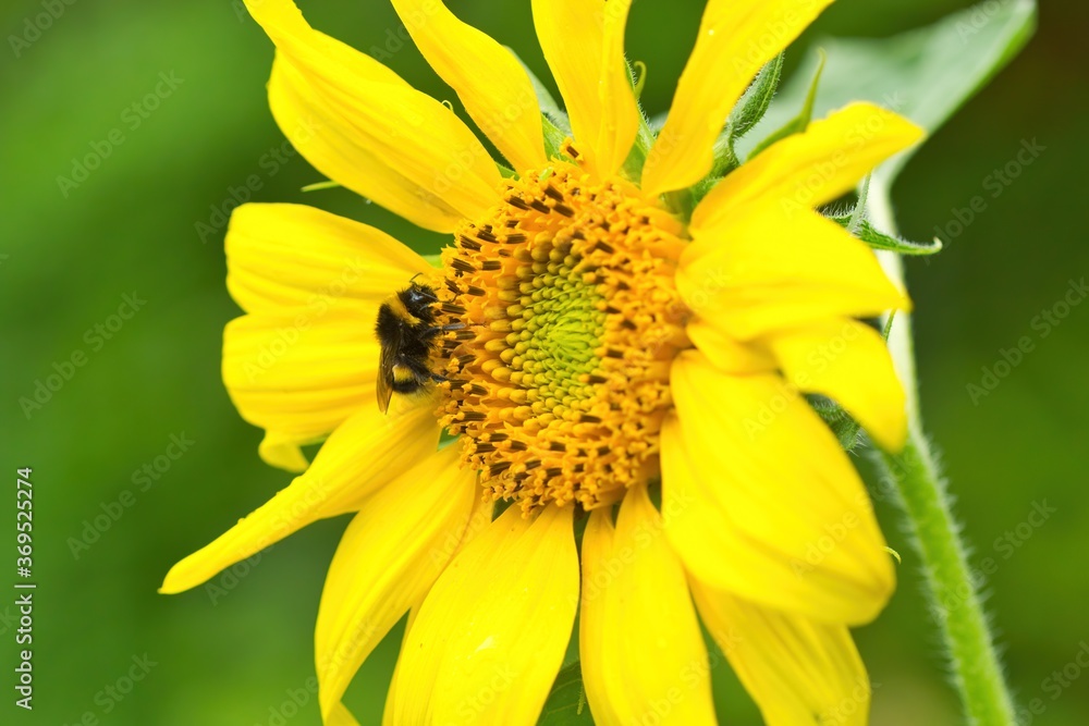 Nahaufnahme einer gelben Sonnenblume im Sommer mit einer Hummel auf der Blüte Nahaufnahme einer gelben Sonnenblume im Sommer mit einer Hummel auf der Blüte