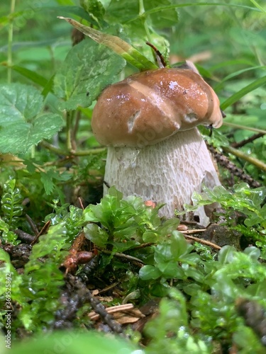 Boletus edulis
