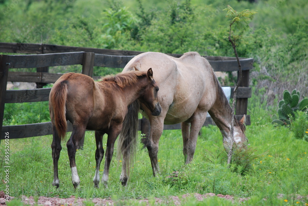 foal and mare