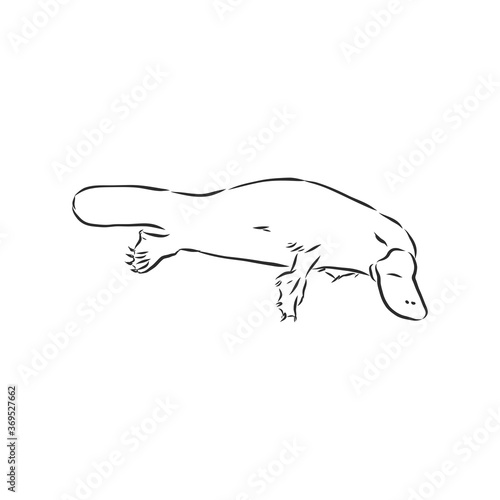 Platypus illustration, drawing, engraving, ink, line art, vector