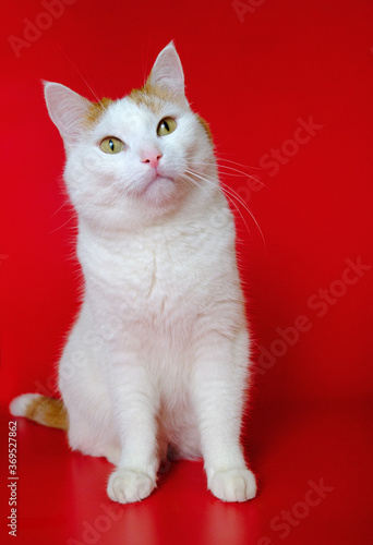 white cat on red background