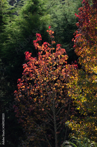 Fototapeta Naklejka Na Ścianę i Meble -  Single golden tree at autumn forest.