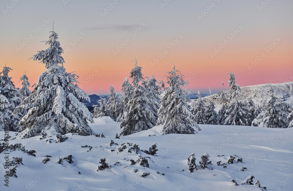 Obraz premium Snow covers lot of ground and trees. Magical winter landscape