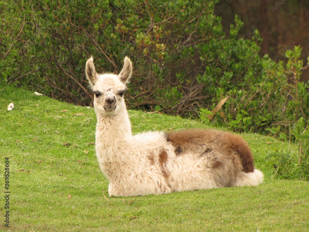 Llama de frente paisaje en Cusco Llama de frente paisaje en Cusco