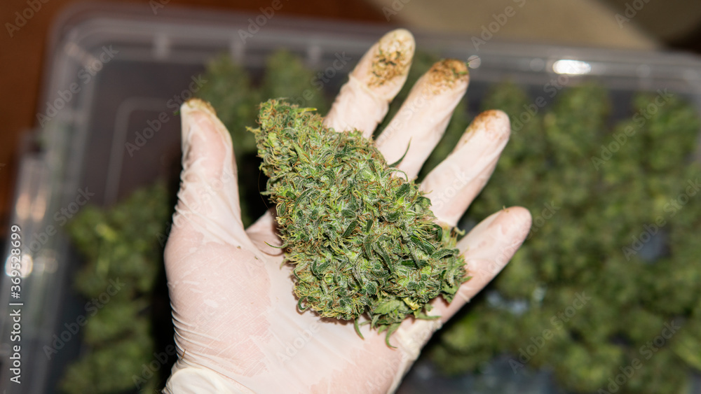 trimming marijuana buds in close-up. The culture of cultivating recreational marijuana in Canada and America in 2020.
