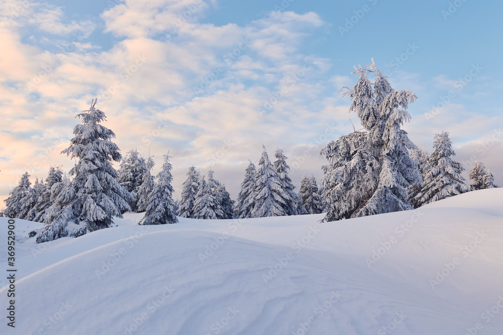 Cloudy sky. Magical winter landscape with snow covered trees at daytime Cloudy sky. Magical winter landscape with snow covered trees at daytime