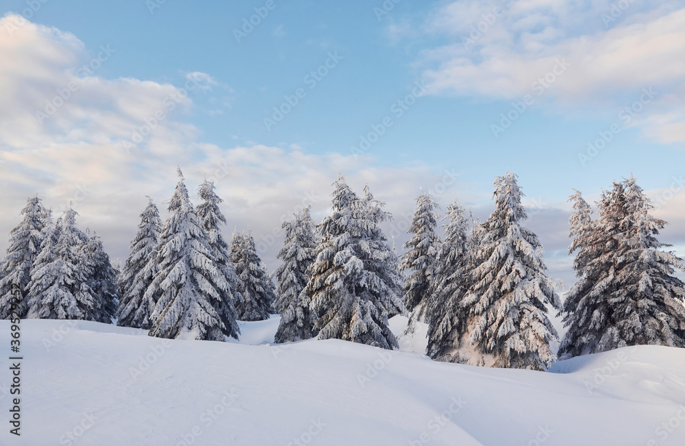 Cloudy sky. Magical winter landscape with snow covered trees at daytime