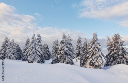 Cloudy sky. Magical winter landscape with snow covered trees at daytime © standret